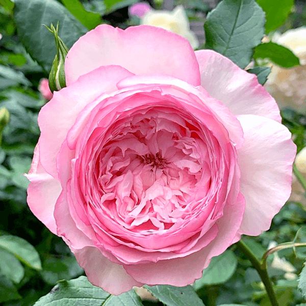 the mill on the floss david austin roses