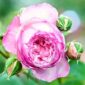 the mill on the floss new rose1
