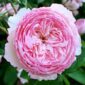 the-mill-on-the-floss-rose