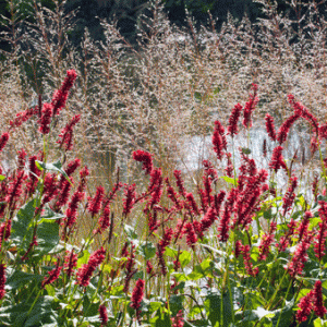 Persicaria ampl. Blackfield
