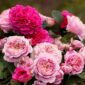 david austin roses eustacia gabriel suedia
