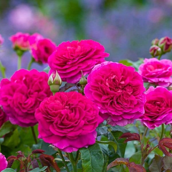 Trandafir Gabriel Oak David Austin roz intens flori mari parfum puternic