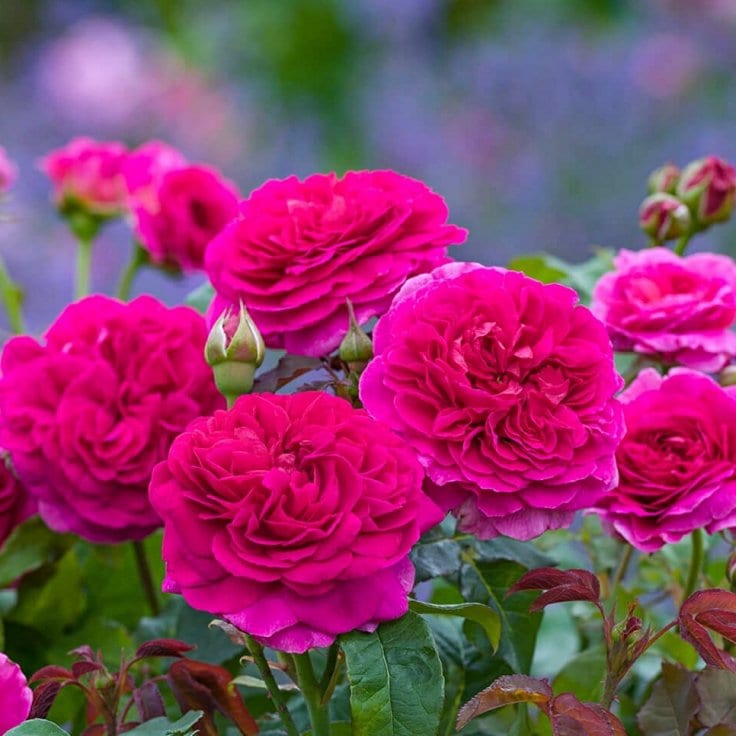 Trandafir Gabriel Oak David Austin roz intens flori mari parfum puternic