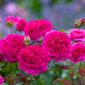 Trandafir Gabriel Oak David Austin roz intens flori mari parfum puternic