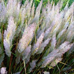 Calamagrostis brachytricha