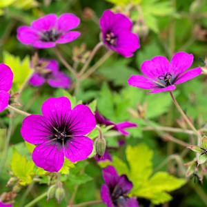 Geranium Anne Thompson