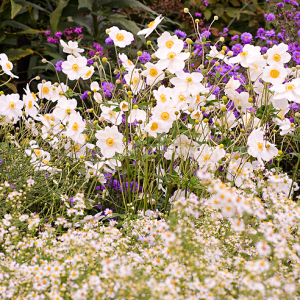 Anemone Honorine Jobert