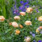 roald dahl perennials plante perene