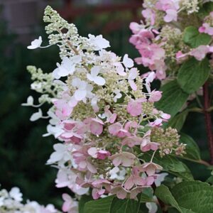 Hortensie gradina insorita Hydrangea paniculata Pinky Winky