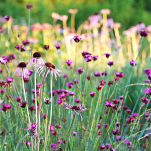 Dianthus carthusianorum