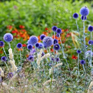 Echinops ritro Veitches Blue