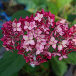hortensie de gradina ruby annabelle