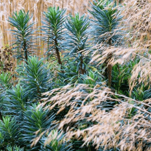Euphorbia characias wulfenii