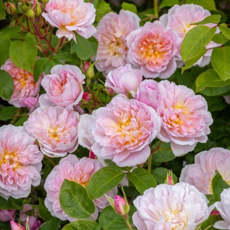 Trandafir Elizabeth David Austin flori mari roz deschis parfum intens