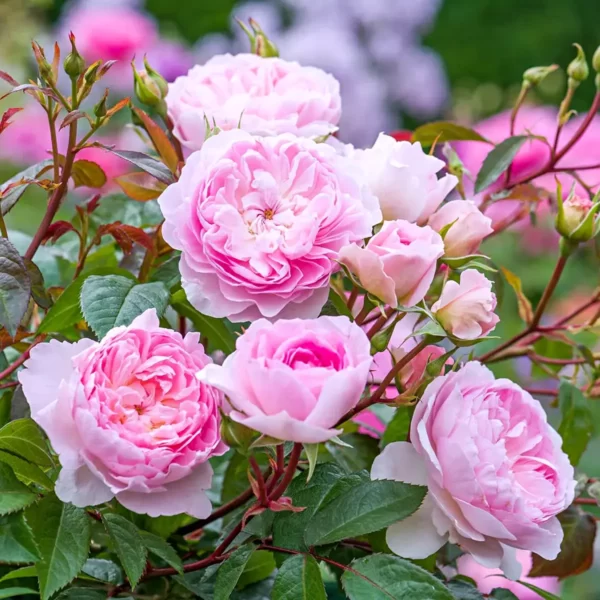 rosa david austin silas marner