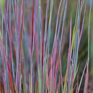 Schizachyrium sc. Standing Ovation