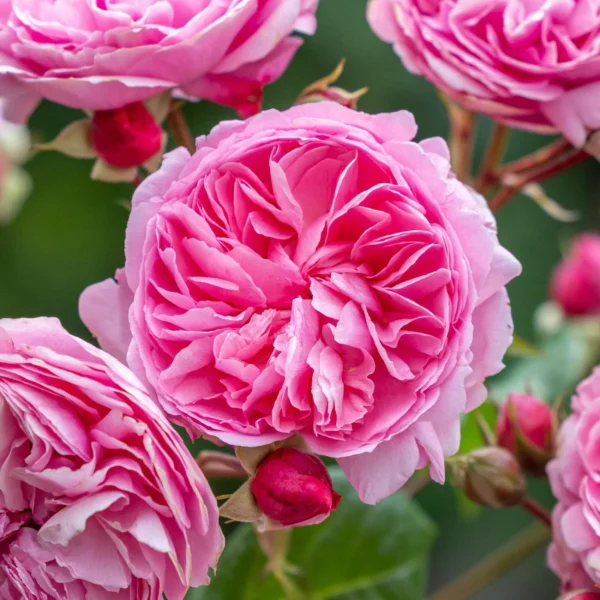 Penelope Lively, trandafir David Austin, trandafir englezesc, trandafir roz flori mari, trandafir foarte florifer, trandafir parfum fructat, trandafir pentru buchete, trandafir pentru gradina, trandafir decorativ