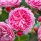 Penelope Lively, trandafir David Austin, trandafir englezesc, trandafir roz flori mari, trandafir foarte florifer, trandafir parfum fructat, trandafir pentru buchete, trandafir pentru gradina, trandafir decorativ