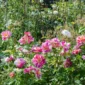 DSC_0147.jpg