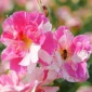 the kings rose 0