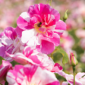 the kings rose 1