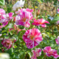 the kings rose 2
