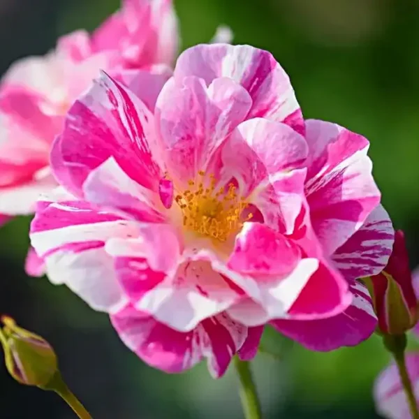 Trandafir The Kings Rose David Austin flori bicolore inflorire abundenta