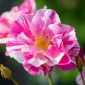 Trandafir The Kings Rose David Austin flori bicolore inflorire abundenta
