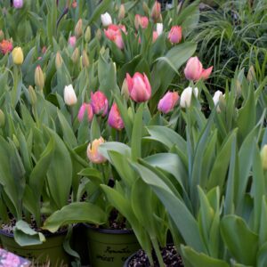 lalele Romantic Apricot Garden in nuante de cais, roz si alb, plantate in ghivece, cu aspect natural de primavara