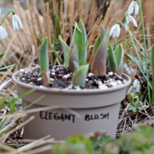 Testare în ghiveci a colecției de lalele Elegant Blush – Salmon Impression, Salmon Prince și Francoise