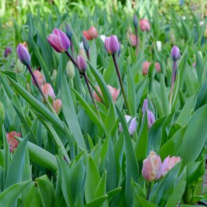 lalele Lilac Mist in nuante de lavanda si mov deschis, cu aspect delicat in gradina de primavara