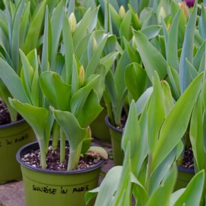 lalele Sunrise in Paris in ghivece, cu frunze verzi bogate si boboci in formare, primavara