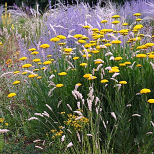 achillea cloth of gold flori galben intens planta perena pentru borduri insorite si gradini naturale