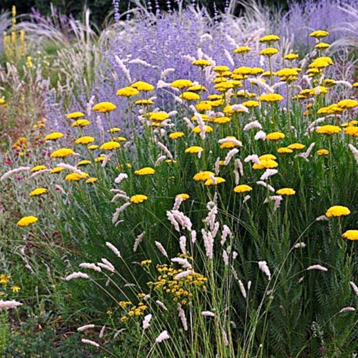 achillea cloth of gold flori galben intens planta perena pentru borduri insorite si gradini naturale