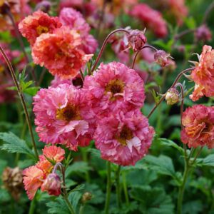 geum bohema pink flori roz delicat planta perena pentru borduri si gradini naturale