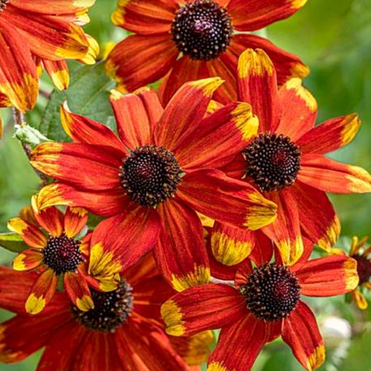 Rudbeckia Prairie Glow cu flori oranj si rosu pentru gradini moderne