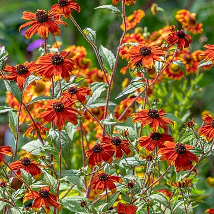 Rudbeckia Prairie Glow cu flori oranj si rosu in gradina naturala