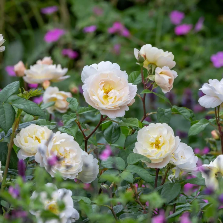 Tufa inflorita de trandafir Sir David Beckham, creat de David Austin Roses